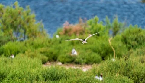 Common tern flying with fish on beak over nesting zone Stock Photos