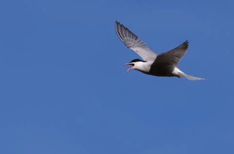 Common tern flying with open beak Stock Photos