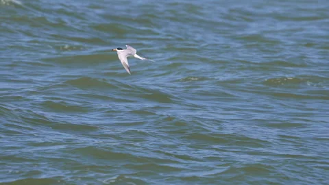 Common Tern flying over Utah Lake and grabbing bugs off the surface Stock Footage 336416948