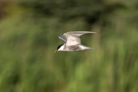 Common Tern Flying Stock Photos