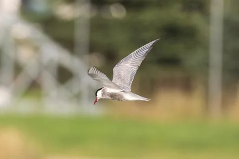 Common Tern Flying Stock Photos