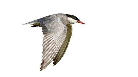 Common tern flying in the sky cut out on blank from side. Stock Photos
