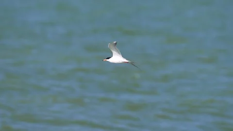 Common Tern flying in slow motion over Utah Lake Stock Footage 336416393