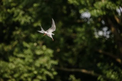 Common Tern flying while hunting fish Stock-Fotos