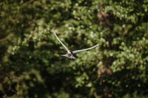 Common Tern flying while hunting fish 写真素材