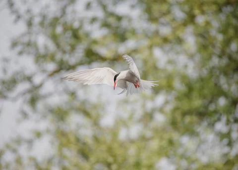 Common Tern flying while hunting fish Stock Photos