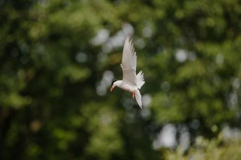 Common Tern flying while hunting fish Stock Photos