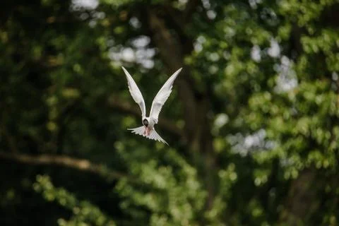 Common Tern flying while hunting fish Stock Photos