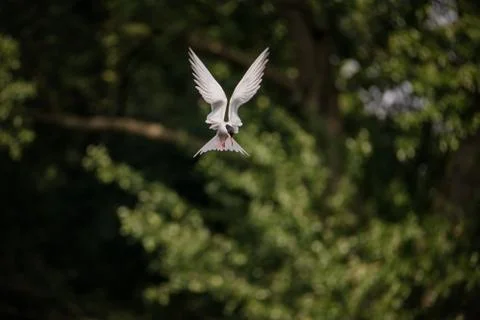 Common Tern flying while hunting fish Stock Photos