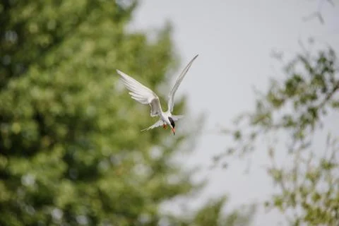 Common Tern flying while hunting fish Stock Photos