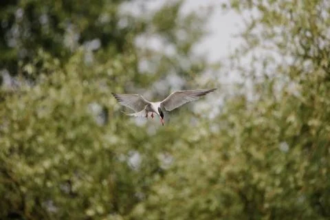 Common Tern flying while hunting fish Stock Photos