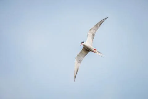 Common Tern flying while hunting fish Stock Photos