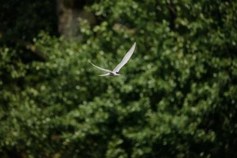 Common Tern flying while hunting fish 写真素材