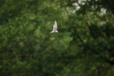 Common Tern flying while hunting fish Stock Photos