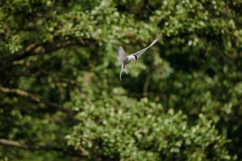 Common Tern flying while hunting fish 写真素材