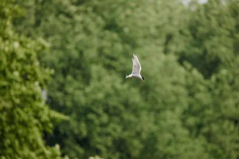 Common Tern flying while hunting fish Фото