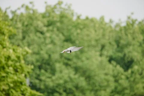 Common Tern flying while hunting fish Stock Photos