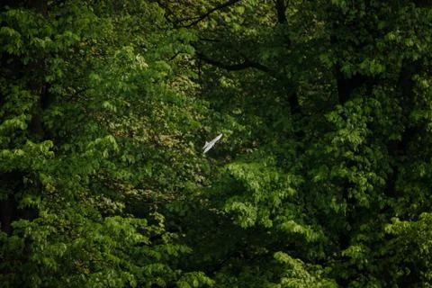 Common Tern flying while hunting fish Stock Photos