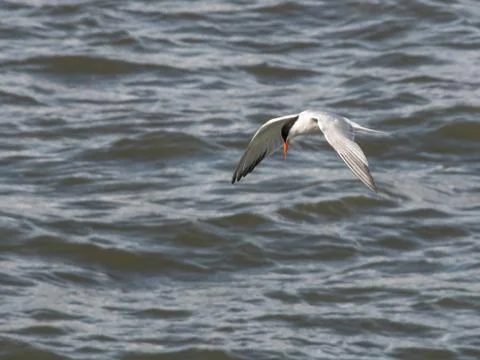 A Common Tern flys over the Forth of Firth in Scotland Stock Photos