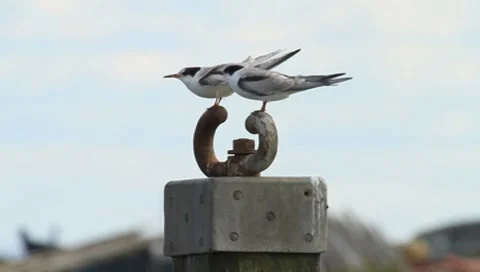 Common tern Stock Footage 8525245