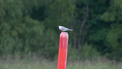 Common tern Stock Footage 246899785