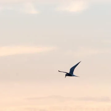 Common Tern in graceful flight by a colored sky Stock Photos
