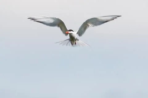 Common tern hovering in the air Stock Photos