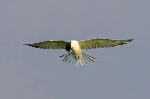 Common Tern hovering in flight Stock Photos