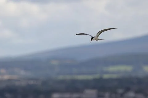 Common tern hovering as it scans for fish Stock Photos