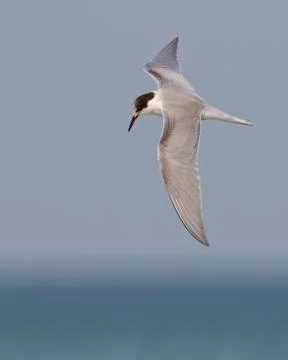Common Tern hovering over Lake Huron - Ontario, Canada Stock-Fotos