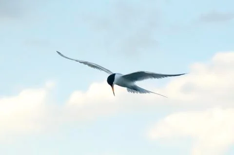 Common Tern Hovering Over The Ocean Fotos de archivo