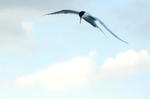 Common Tern Hovering Over The Ocean Fotos de archivo