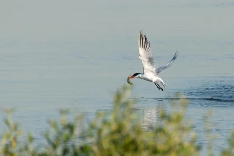 Common Tern with it's catch Stock Photos