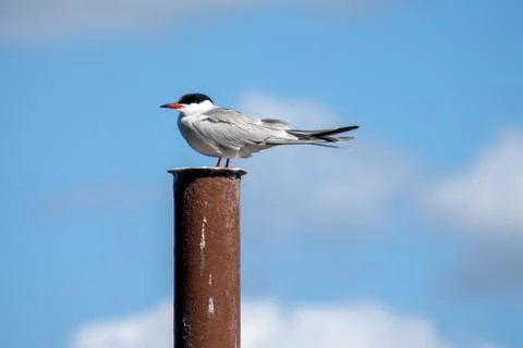 Common Tern on a metal post Stock Photos
