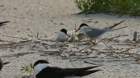 Common Tern at nest relief with chick and egg 스톡 동영상 86227544