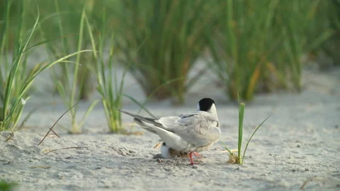 Common Tern nesting Stock Footage 152863293