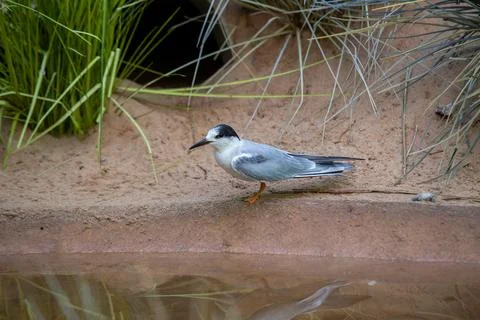 A Common Tern, noted for its slender body and forked tail, spotted on Bull Wa Stock Photos