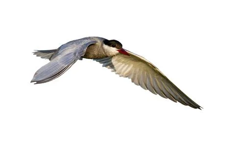 Common tern with open wings isolated on white background 写真素材