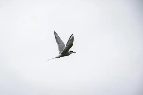 Common Tern or arctic tern in flight, Ice Land Stock Photos