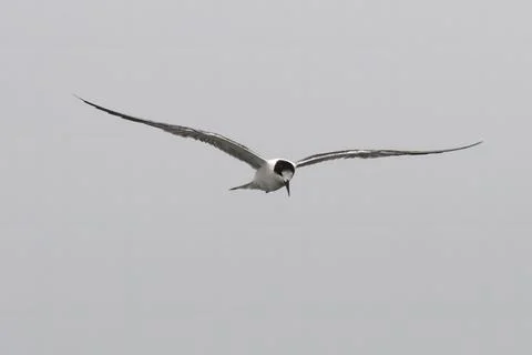 Common tern or Sterna hirundo near Elephanta Island Maharashtra, Ind Stock Photos