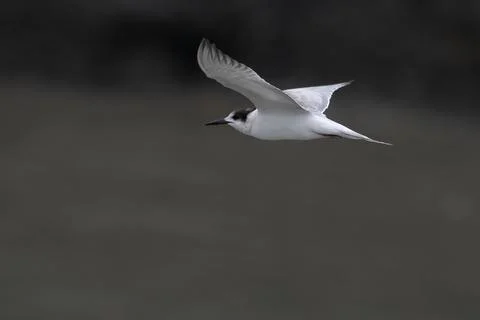 Common tern or Sterna hirundo, a seabird at Sasoon in Mumbai Maharashtra, Ind Stock Photos