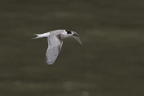 Common tern or Sterna hirundo, a seabird at Sasoon in Mumbai Maharashtra, Ind Stock Photos