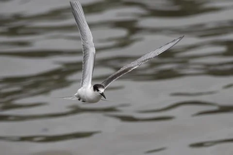 Common tern or Sterna hirundo, a seabird at Sasoon in Mumbai Maharashtra, Ind Foto stock