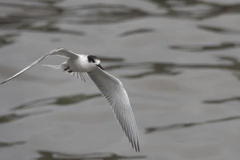 Common tern or Sterna hirundo, a seabird at Sasoon in Mumbai Maharashtra, Ind Stock Photos