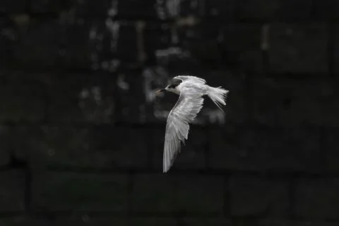 Common tern or Sterna hirundo, a seabird at Sasoon in Mumbai Maharashtra, Ind Stock Photos