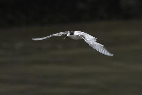 Common tern or Sterna hirundo, a seabird at Sasoon in Mumbai Maharashtra, Ind Stock Photos