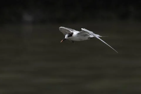 Common tern or Sterna hirundo, a seabird at Sasoon in Mumbai Maharashtra, Ind Stock Photos