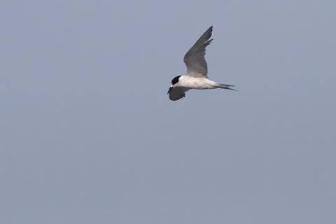 Common tern or Sterna hirundo, a seabird at Sasoon in Mumbai Maharashtra, Ind Stock Photos