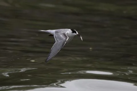 Common tern or Sterna hirundo, a seabird at Sasoon in Mumbai Maharashtra, Ind Stock Photos