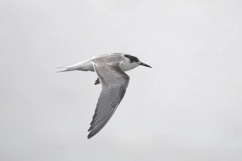 Common tern or Sterna hirundo, a seabird at Sasoon in Mumbai Maharashtra, Ind Stock Photos